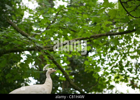 Pavo cristatus - bianco / peafowl peacock con foglia verde, sfondo Foto Stock