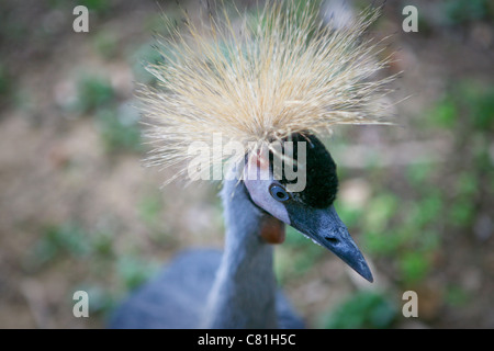 Baleari regulorum - Gry Crane coronate, primo piano della testa Foto Stock