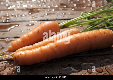 Produzione biologica di carote Foto Stock