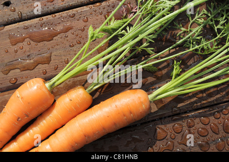 Produzione biologica di carote Foto Stock