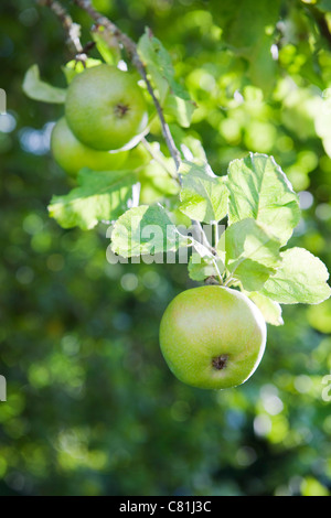 Mature mele verdi a foglie verde appesi da melo su una soleggiata giornata estiva nel Sussex, England, Regno Unito Foto Stock