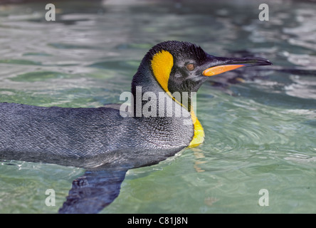 Pinguino reale (aptenodytes patagonicus) nuoto Foto Stock