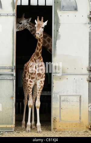 Due giraffe presso lo Zoo di Londra Foto Stock