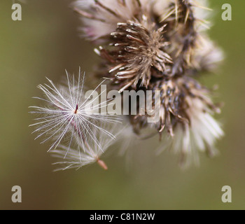 Una chiusura o macro shot di Thistledown o le teste di seme di un fiore di cardo Foto Stock