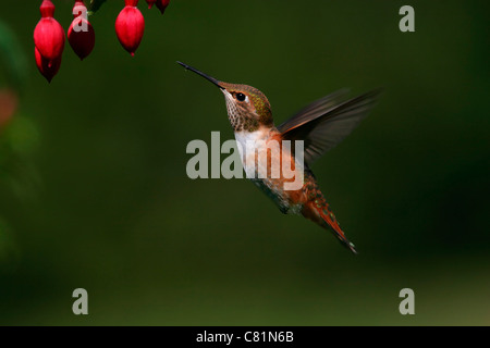 Rufous Hummingbird- completamente occupate Foto Stock