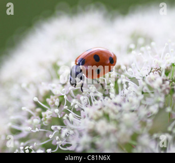 Una coccinella, Ladybug o Ladybeetle (Coccinellid) su un Wild Angelica (Angelica sylvestris) fiore Foto Stock