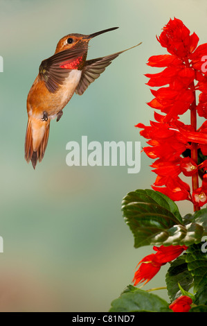 Rufous Hummingbird Selasphorus rufus volanti maschio alla salvia Foto Stock