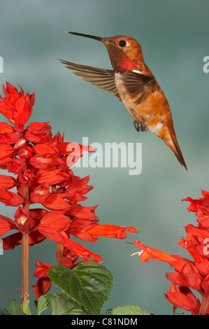 Rufous Hummingbird Selasphorus rufus volanti maschio alla salvia Foto Stock