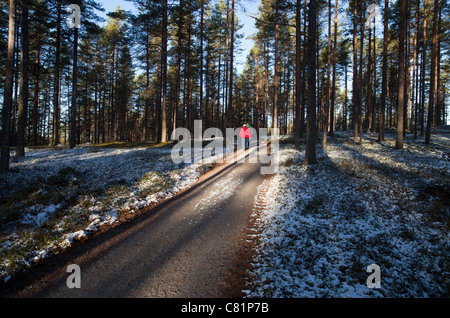 Coppie anziane escursioni nella foresta di taiga , Finlandia Foto Stock