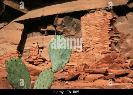 Coda di castoro cactus con Honanki rovine in background Foto Stock