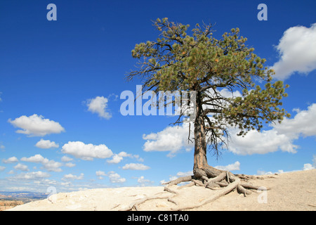 Lone Pine Tree sul bordo di una scogliera con cielo blu e nuvole Foto Stock