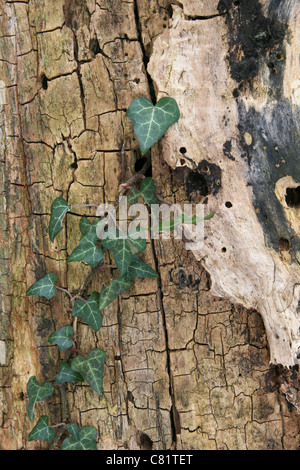 English ivy viticoltura fino vecchio albero morto tronco Foto Stock