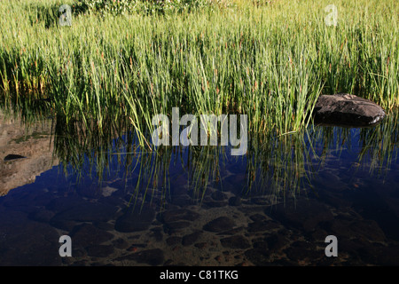 Clear Mountain pool con lamelle di verde e di riflessione Foto Stock