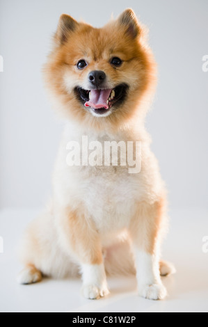 Ritratto di cane di Pomerania Foto Stock