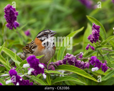 Rufous-Passero a collare Zonotrichia capensis, cantare tra alcuni fiori viola Foto Stock