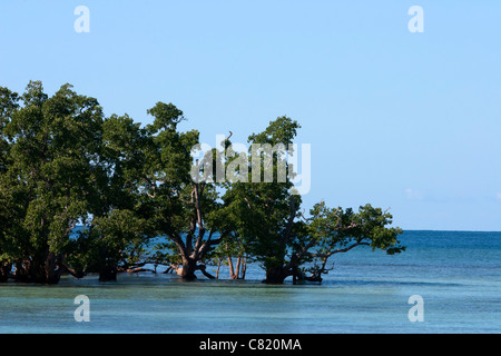 Madagascar alberi di mangrovia in acqua mare, Nosy Iranja Africa geografia Foto Stock