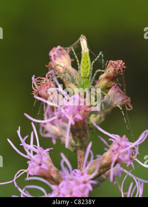 Green Lynx spider (Peucetia viridans) su Blazing Star Foto Stock