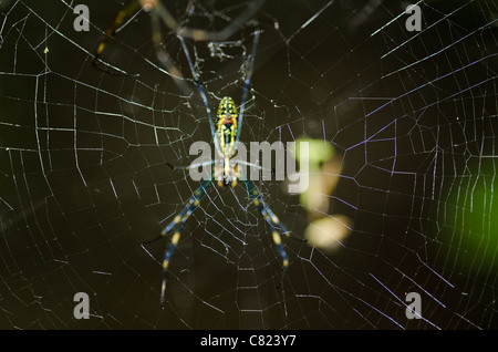 Femmina di una seta dorata orb-Weaver, nephila clavata sulla sua rete Foto Stock