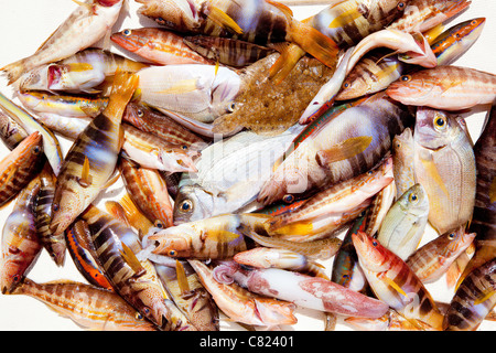 Cattura del pesce nel Mediterraneo orate roack Calamaro Pesci Foto Stock