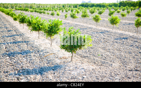 Baby arancio campo di una riga al Mediterraneo Valencia Spagna Foto Stock