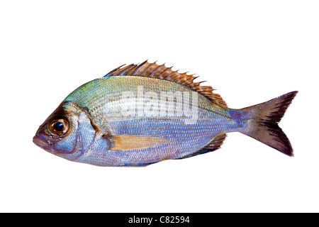 Diplodus sargus saraghi isolato su bianco Foto Stock