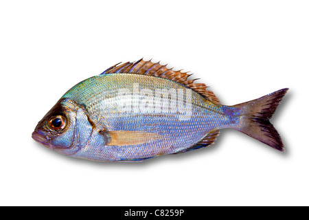 Diplodus sargus saraghi isolato su bianco Foto Stock