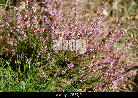 Erica comune o Ling, Calluna vulgaris, Ericaceae. Foto Stock