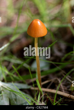 Brittlestem conica, Psathyrella conopilus, Psathyrellaceae. Syn. Psathyrella subatrata. Foto Stock