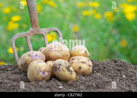 Pila di fresco raccolti di patate organico su un riparto. Foto Stock