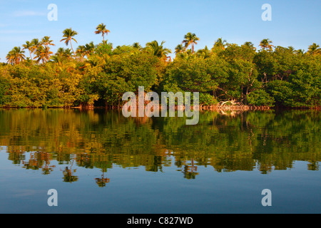 Palude di mangrovie nella riserva naturale di Las Cabezas de San Juan di Porto Rico Foto Stock