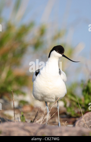 Avocet (Recurvirostra avosetta), l'Europa. Foto Stock