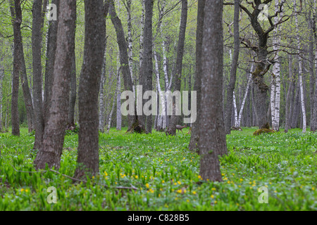 Wild il capriolo (Capreolus capreolus) tra gli alberi in foresta Puise, Matsalu Natura Park, Estonia Foto Stock