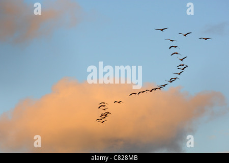 Gregge di gru comune (grus grus) battenti in forma a V per il sono ' appollaiati posto. Europa Foto Stock