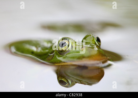 Wild Waterfrog (Rana esculenta) nell'acqua. Europa Foto Stock