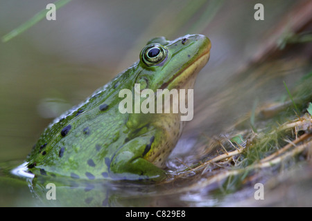Ritratto di Waterfrog (Rana esculenta). Europa Foto Stock