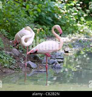 Coppia di fenicottero rosa la cordatura nel lago, estate shot Foto Stock