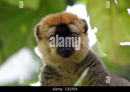 Lemure giovani in un treetop, Ranomafana National Park, Madagascar Foto Stock