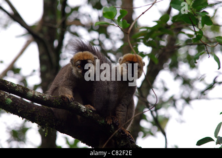 Giovani lemuri seduti in un treetop Foto Stock