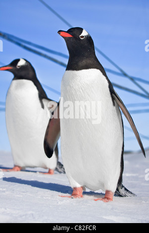 I pinguini adagiato sulle colline coperte di neve in Antartide Foto Stock