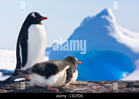 Due pinguini dreaming seduto su una roccia e montagne sullo sfondo Foto Stock