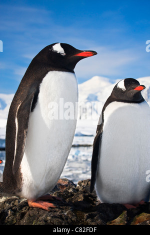 I pinguini in piedi sulle rocce ricoperte di neve in Antartide Foto Stock