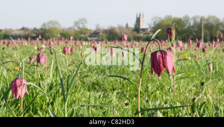 Snake head fritillary fiori in Nord Prato riserva naturale nazionale, Cricklade, con la chiesa parrocchiale in background Foto Stock