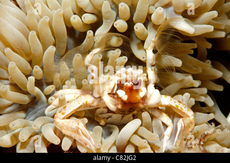 Il Granchio di porcellana, Neopetrolisthes maculatus, vivendo in un anemone marittimo. Noto anche come Neopetrolisthes ohshimai e Neopetrolisthes maculata Foto Stock