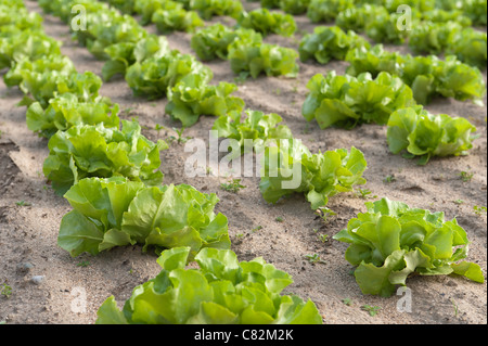 Righe di coltivazione biologica di lattuga iceberg, Lactuca spp, fonte di vitamine esp vit K che mostra il dettaglio di semina nel metodo di allevamento Foto Stock