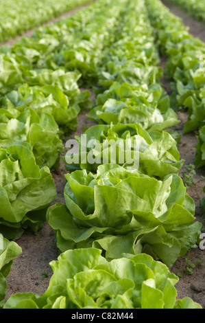 Righe di coltivazione biologica di lattuga iceberg, Lactuca spp, fonte di vitamine esp vit K che mostra il dettaglio di semina nel metodo di allevamento Foto Stock