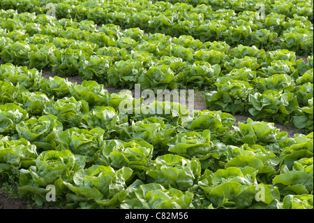 Righe di coltivazione biologica di lattuga iceberg, Lactuca spp, fonte di vitamine esp vit K che mostra il dettaglio di semina nel metodo di allevamento Foto Stock