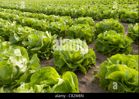 Righe di coltivazione biologica di lattuga iceberg, Lactuca spp, fonte di vitamine esp vit K che mostra il dettaglio di semina nel metodo di allevamento Foto Stock