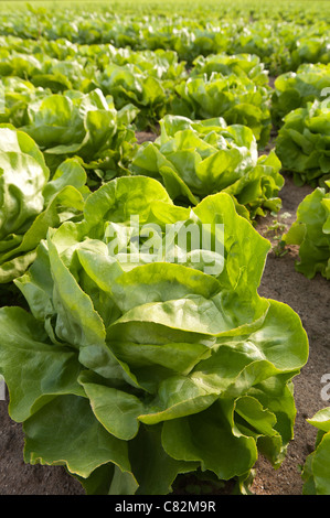 Righe di coltivazione biologica di lattuga iceberg, Lactuca spp, fonte di vitamine esp vit K che mostra il dettaglio di semina nel metodo di allevamento Foto Stock