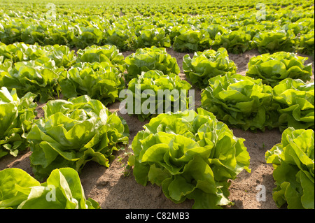 Righe di coltivazione biologica di lattuga iceberg, Lactuca spp, fonte di vitamine esp vit K che mostra il dettaglio di semina nel metodo di allevamento Foto Stock