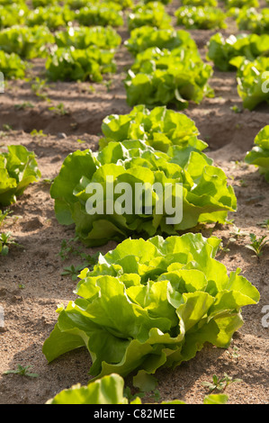 Righe di coltivazione biologica di lattuga iceberg, Lactuca spp, fonte di vitamine esp vit K che mostra il dettaglio di semina nel metodo di allevamento Foto Stock